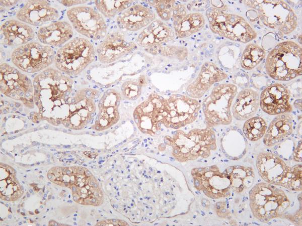 Human kidney was stained with anti-Ezrin rabbit antibody