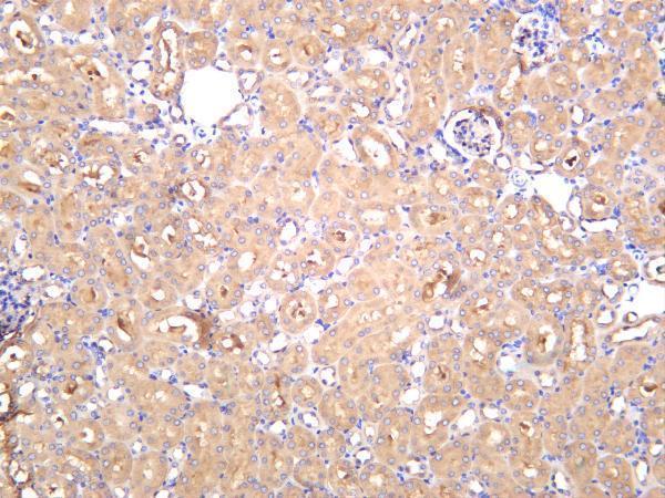 Mouse kidney was stained with anti-Ezrin rabbit antibody