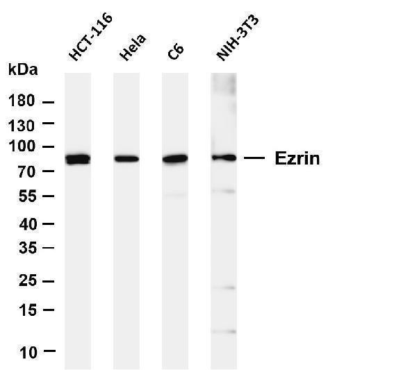 m01750 2 ezr primary antibodies wb testing 1