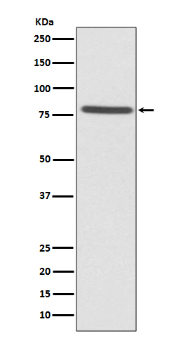 Western blot analysis of Ezrin expression in HeLa cell lysate