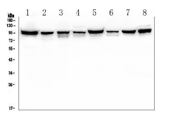 m01751 1 pdcd6ip primary antibodies wb testing 1_5