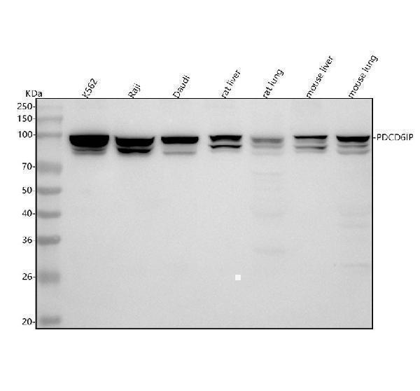 m01751 alix primary antibodies wb testing 1