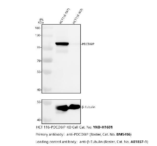 m01751 pdcd6ip primary antibodies wb testing 2