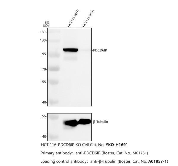 m01751 pdcd6ip primary antibodies wb testing 2_1