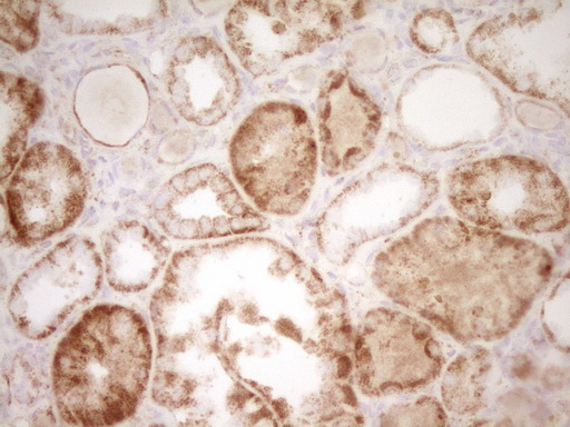 m01752 anti sfrp2 mouse monoclonal antibody clone id oti6c2 ihc testing 4