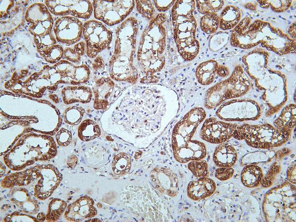 Human kidney was stained with Anti-SDHA rabbit antibody