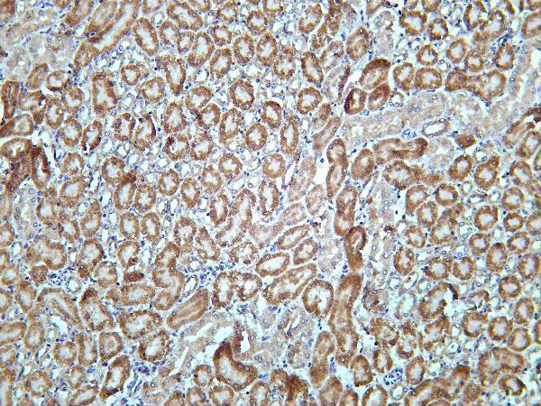 Mouse kidney was stained with Anti-SDHA rabbit antibody