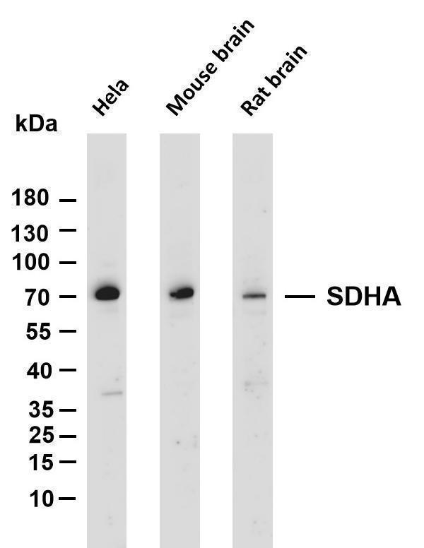m01753 2 sdha primary antibodies wb testing 1