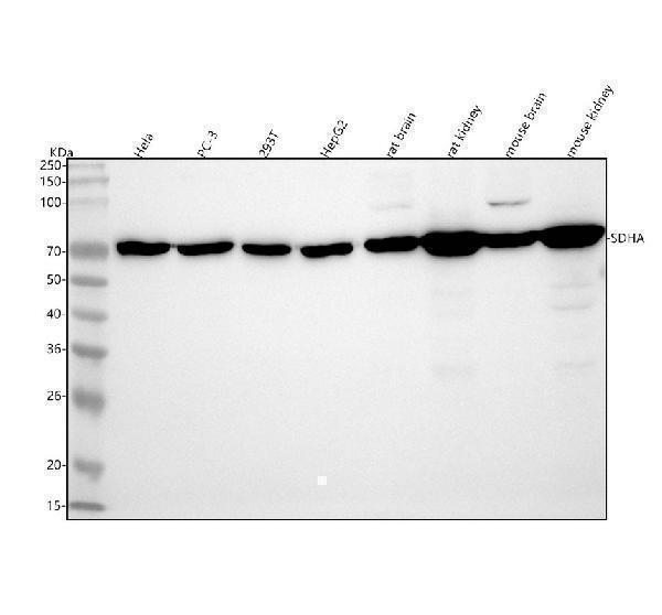  Western blot analysis of SDHA using anti-SDHA antibody (M01753)