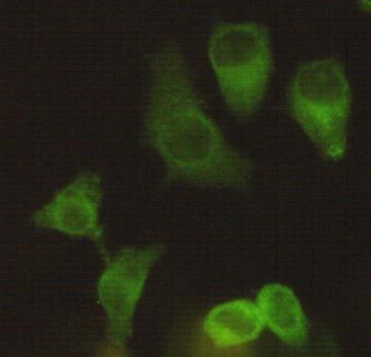 m01754 1 kif11 primary antiboties icc testing 3
