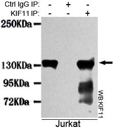 m01754 1 kif11 primary antiboties ip testing 4