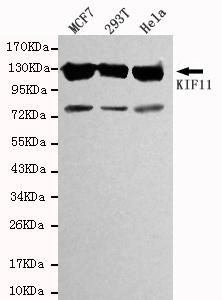 m01754 1 kif11 primary antiboties wb testing 1
