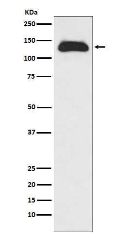 Western blot analysis of Eg5 expression in Raji cell lysate