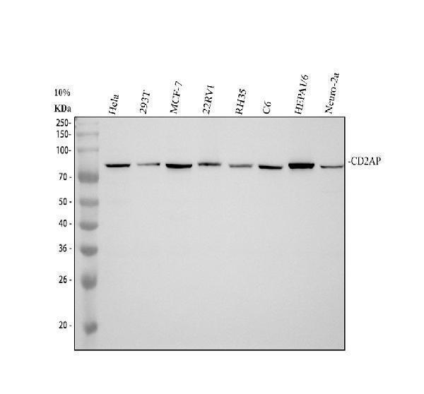 m01756 cd2ap primary antibodies wb testing 1_3