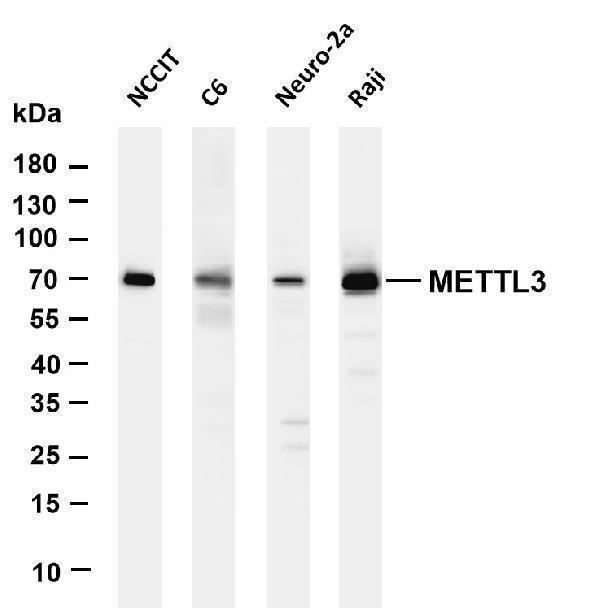 Various whole cell lysates were separated by 4-20% SDS-PAGE, and the membrane was blotted with anti-METTL3 antibody