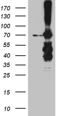m01758 anti mettl3 mouse monoclonal antibody clone id oti1b7 wb testing 1