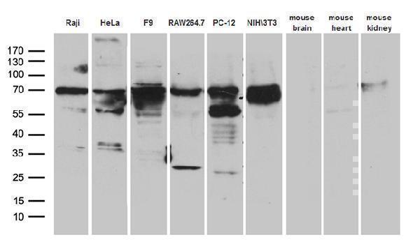 m01758 anti mettl3 mouse monoclonal antibody clone id oti1b7 wb testing 2