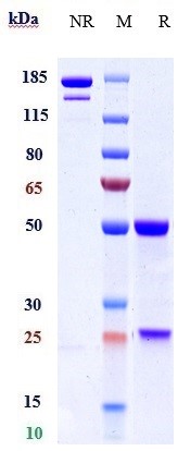 m01759 3 sds page