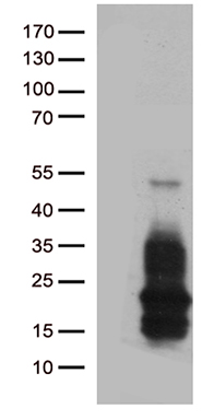 m01759 anti hb egf hbegf mouse monoclonal antibody clone id oti10a4 wb testing 1