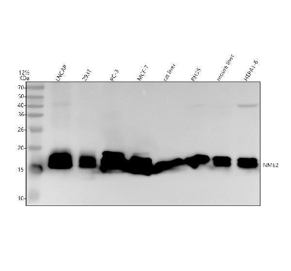 m01762 1 nme2 primary antibodies wb testing 1_1