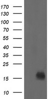 m01762 anti nme2 mouse monoclonal antibody clone id oti2f9 wb testing 1