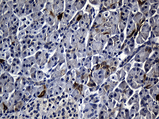 Immunohistochemical staining of paraffin-embedded Human pancreas tissue within the normal limits using anti-RRM1 mouse monoclonal antibody