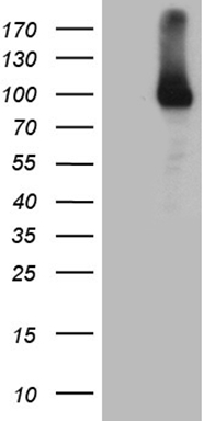 m01764 1 anti rrm1 mouse monoclonal antibody clone id oti6g8 wb testing 1