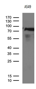 m01764 1 anti rrm1 mouse monoclonal antibody clone id oti6g8 wb testing 2