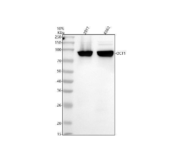  Western blot analysis of OCT1/POU2F1 using anti-OCT1/POU2F1 antibody (M01766-1)