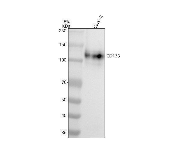  Western blot analysis of CD133 using anti-CD133 antibody (M01767-5)