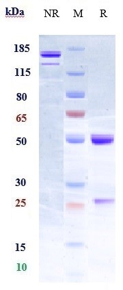 Anti-PROM1/CD133 Reference Antibody (Forerunner patent anti-Prominin-1) on SDS-PAGE under reducing (R) condition