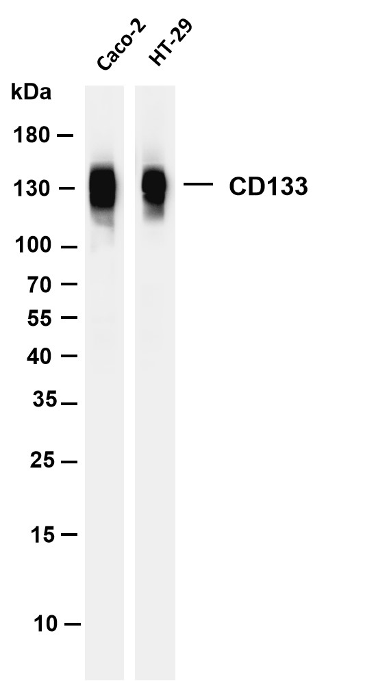 Various whole cell lysates were separated by 4-20% SDS-PAGE, and the membrane was blotted with anti-CD133 antibody