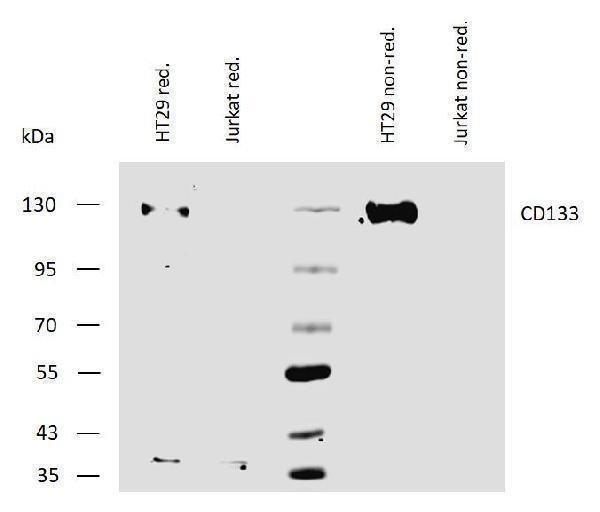 Western blotting analysis of human CD133 using mouse monoclonal antibody W6B3C1 on lysates of HT29 cells and Jurkat cells (negative control) under reducing and non-reducing conditions