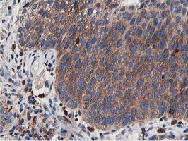 m01768 1 anti apg3 atg3 mouse monoclonal antibody clone id oti2c12 ihc testing 8