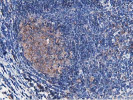 m01768 1 anti apg3 atg3 mouse monoclonal antibody clone id oti2c12 ihc testing 9
