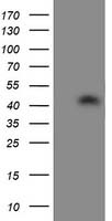 m01768 1 anti apg3 atg3 mouse monoclonal antibody clone id oti2c12 wb testing 1