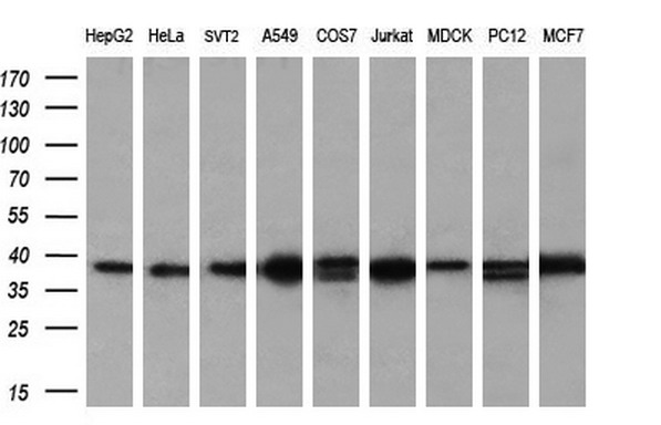 m01768 1 anti apg3 atg3 mouse monoclonal antibody clone id oti2c12 wb testing 2