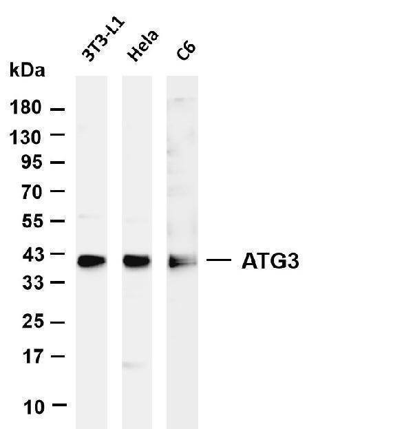 Various whole cell lysates were separated by 4-20% SDS-PAGE, and the membrane was blotted with anti-ATG3 antibody