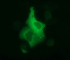 Anti-DOCK8 mouse monoclonal antibody (M01771-1) immunofluorescent staining of COS7 cells transiently transfected by pCMV6-ENTRY DOCK8