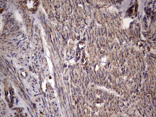 m01771 anti dock8 mouse monoclonal antibody clone id oti4h10 ihc testing 10