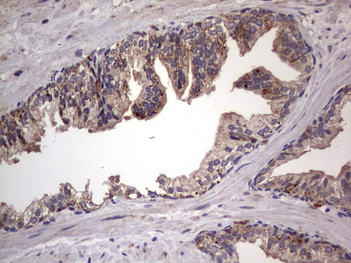m01771 anti dock8 mouse monoclonal antibody clone id oti4h10 ihc testing 12
