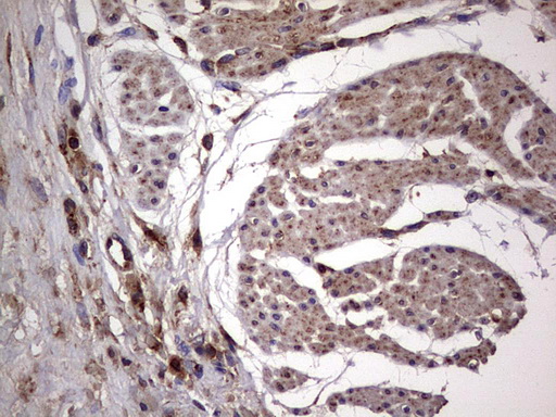 m01771 anti dock8 mouse monoclonal antibody clone id oti4h10 ihc testing 13