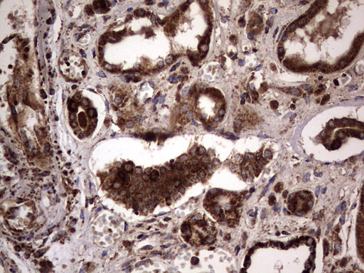 m01771 anti dock8 mouse monoclonal antibody clone id oti4h10 ihc testing 21