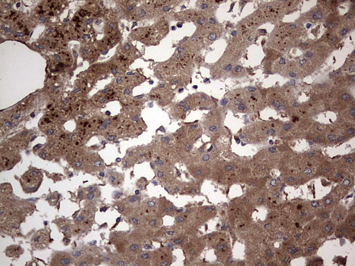 m01771 anti dock8 mouse monoclonal antibody clone id oti4h10 ihc testing 23