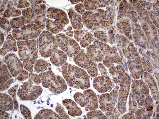 m01771 anti dock8 mouse monoclonal antibody clone id oti4h10 ihc testing 5
