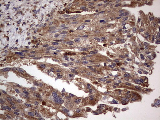m01771 anti dock8 mouse monoclonal antibody clone id oti4h10 ihc testing 6