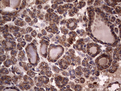 m01771 anti dock8 mouse monoclonal antibody clone id oti4h10 ihc testing 8