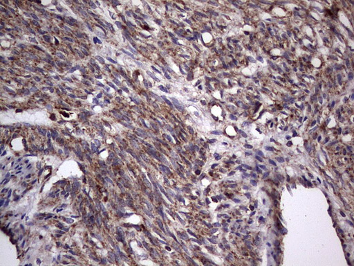 m01771 anti dock8 mouse monoclonal antibody clone id oti4h10 ihc testing 9