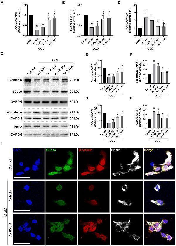 Ax increases the expression of GCase and β-catenin when NSCs exposed to OGD
