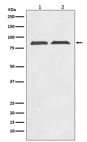 Western blot analysis of Axin2 expression in (1) SW480 cell lysate; (2) PC-12 cell lysate